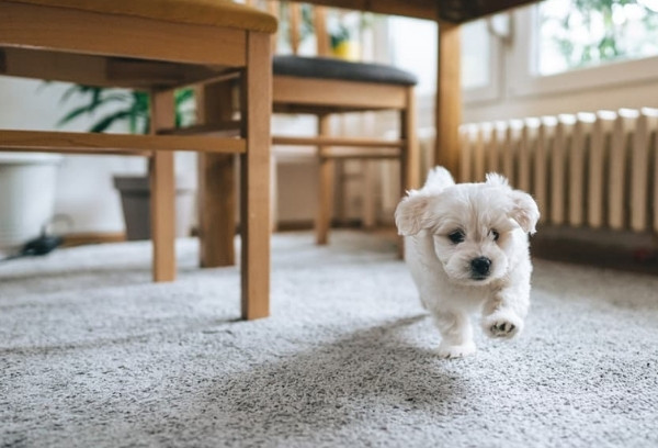 Carpet Lifespan with Pets: How to Choose The Right Flooring